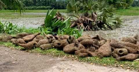 তালগাছ কেটে পাঁচ শতাধিক বাবুই পাখির ছানা হত্যা, এলাকাবাসীর ক্ষোভ