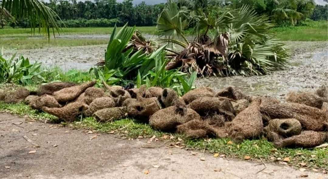 তালগাছ কেটে পাঁচ শতাধিক বাবুই পাখির ছানা হত্যা, এলাকাবাসীর ক্ষোভ