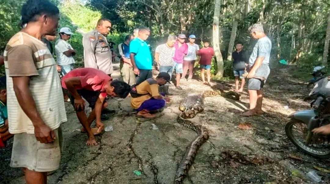 অজগরের পেটে মিলল নিখোঁজ কৃষকের মরদেহ