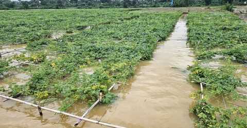 ১১ হাজার হেক্টর সবজিক্ষেত ডুবলো বন্যার পানিতে