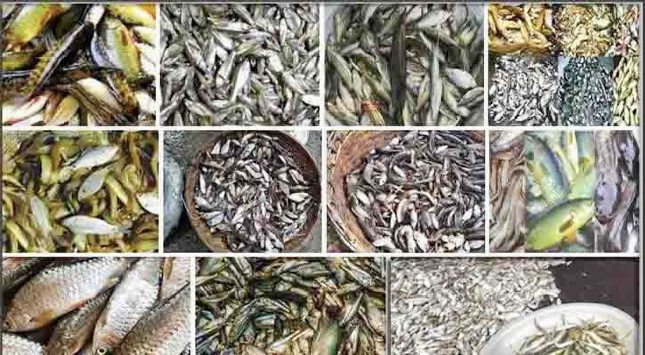 ❝নিষিদ্ধ জালের দৌরাত্ম্যে বিলুপ্তির পথে নড়াইলের দেশীয় মাছ❞
