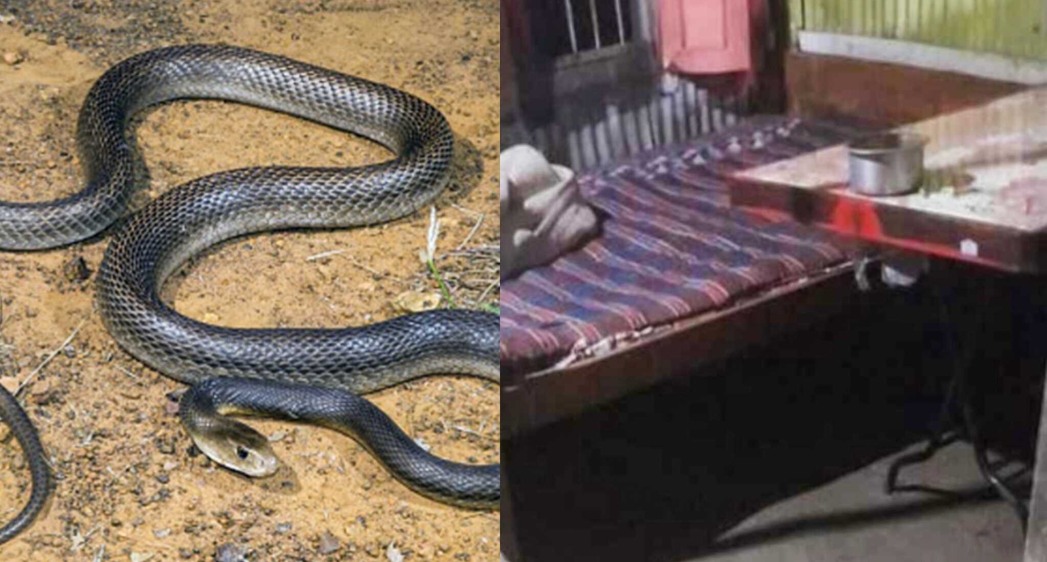 বন্যা শেষে ঘরে ফেরা, রান্নাঘরে ওঁত পেতে ছিল মৃত্যু